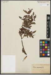 Foto von Salix purpurea L.